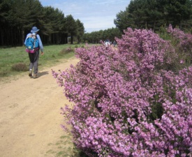 Walking by heather in montes de oca